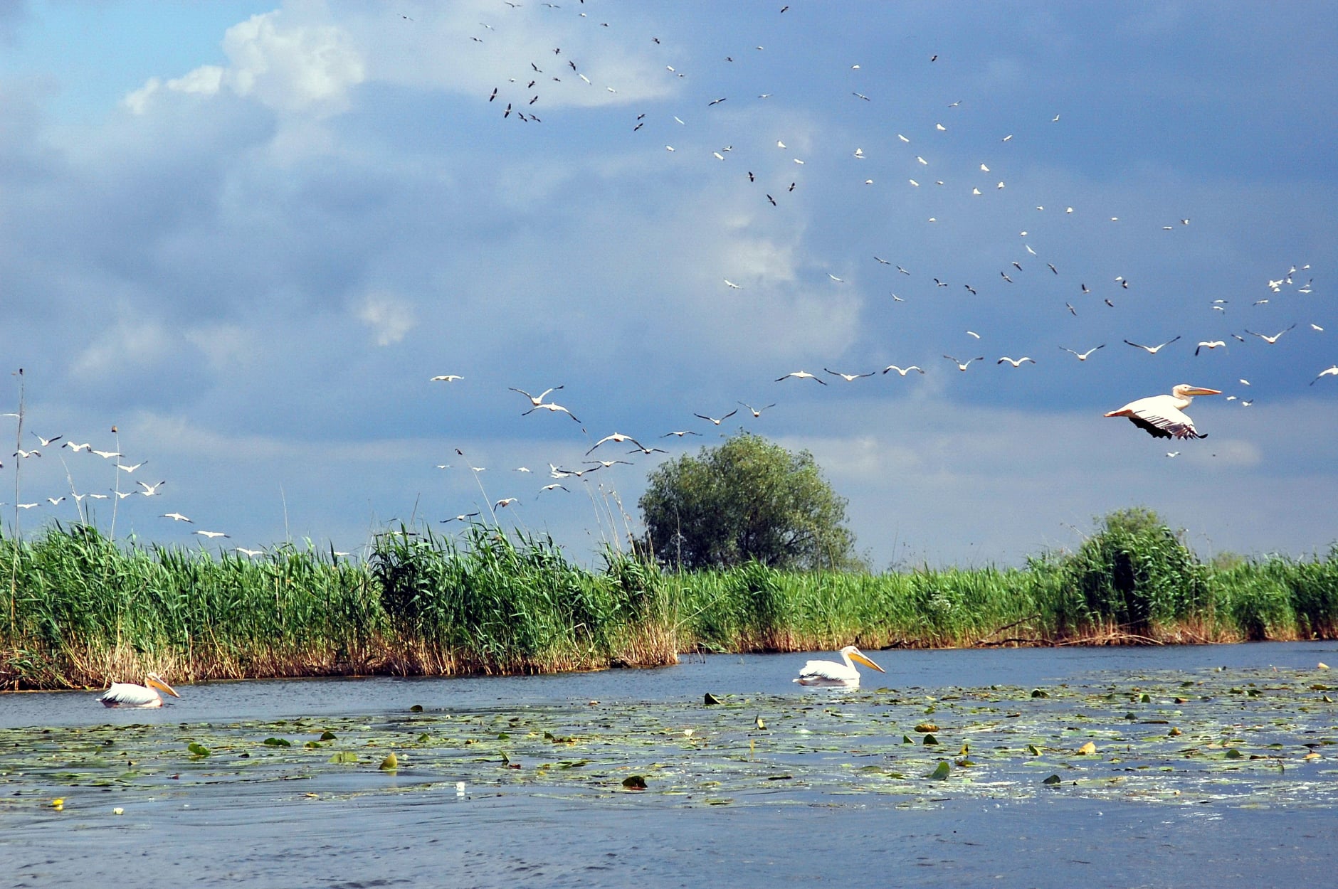 On September 1, we celebrate the Danube Delta Biosphere Reserve Day!