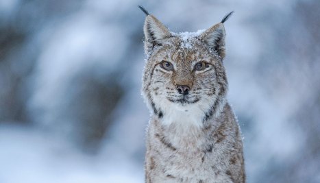 Fotografie de la  Să descoperim ”România sălbatică” împreună cu Dan Dinu