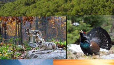 Fotografie de la ZIUA INTERNAȚIONALĂ A BIODIVERSITĂȚII