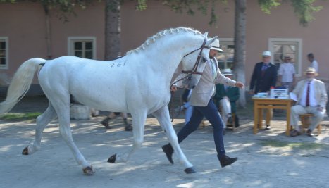 Fotografie de la The multinational file „Lipizzan horse breeding traditions” has been submitted to UNESCO
