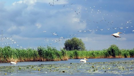 Fotografie de la On September 1, we celebrate the Danube Delta Biosphere Reserve Day!