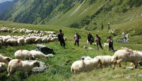 Fotografie de la Transhumance, the tenth element of intangible heritage inscribed on the UNESCO list